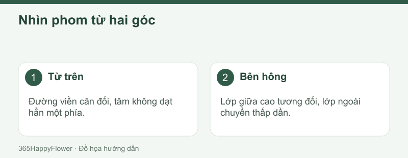 Mặt hoa tròn cần có chiều sâu khi nhìn bên hông.