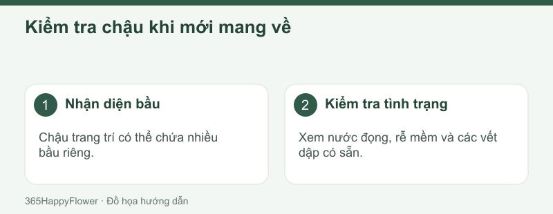 Tìm từng bầu và đường thoát nước trước khi chăm lan.