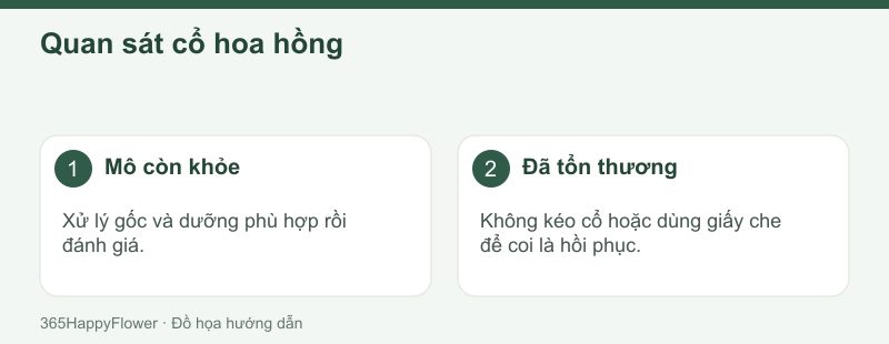 Phân biệt mất nước với phần cổ đã bị dập hoặc gãy.