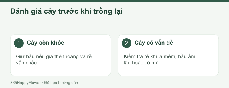 Kiểm tra riêng từng bầu khi tháo chậu ghép sau Tết.