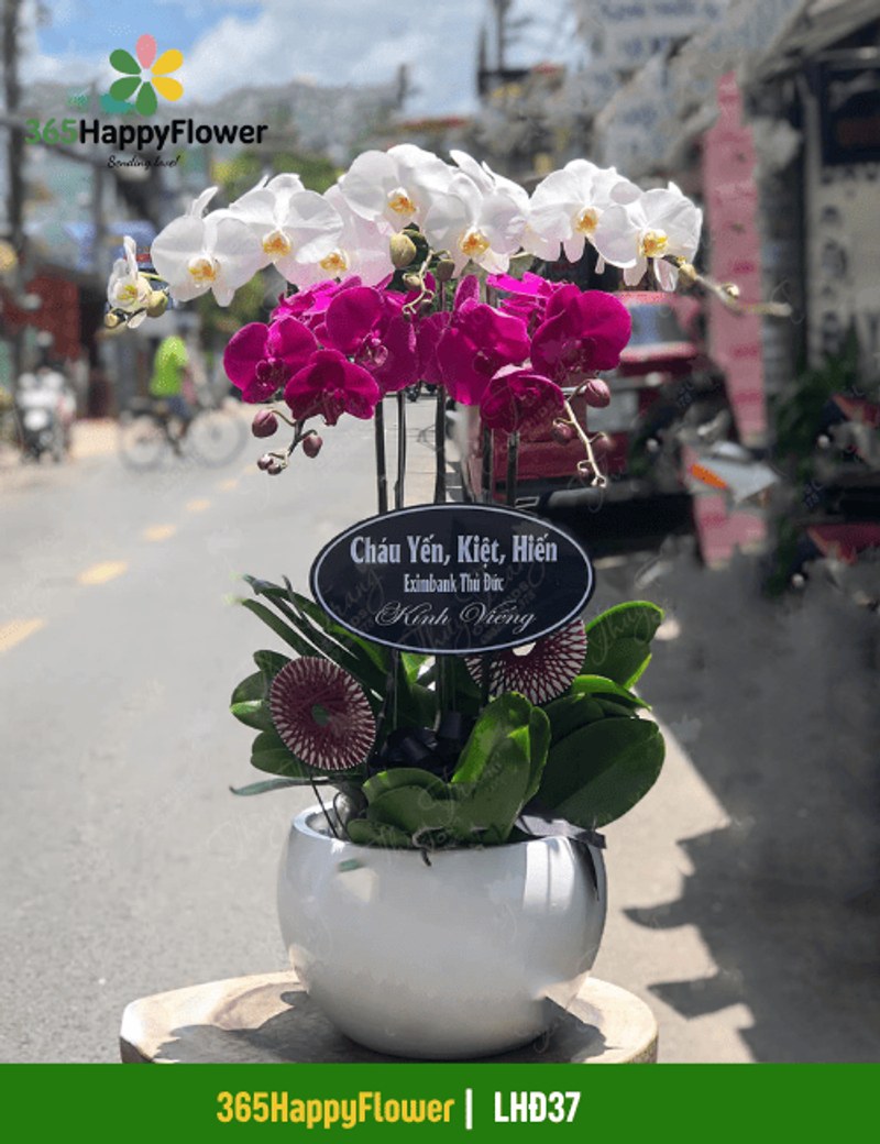 Hướng dẫn trồng lan hồ điệp: Chọn giá thể, chậu phù hợp