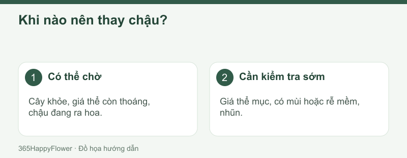 Kiểm tra cây trước khi quyết định thay chậu hồ điệp.