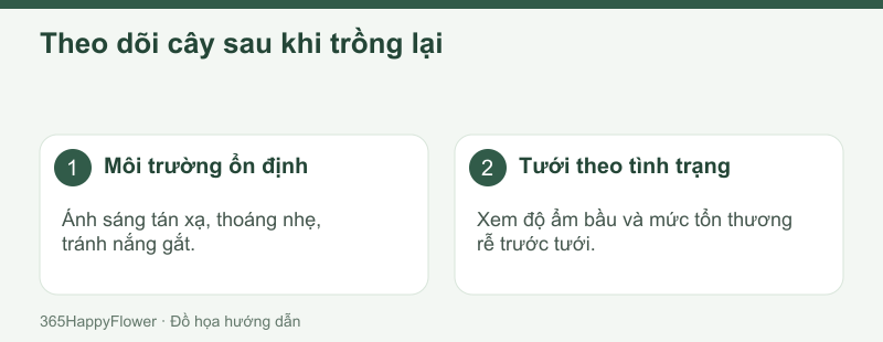 Giữ cây ổn định và theo dõi độ ẩm sau trồng.