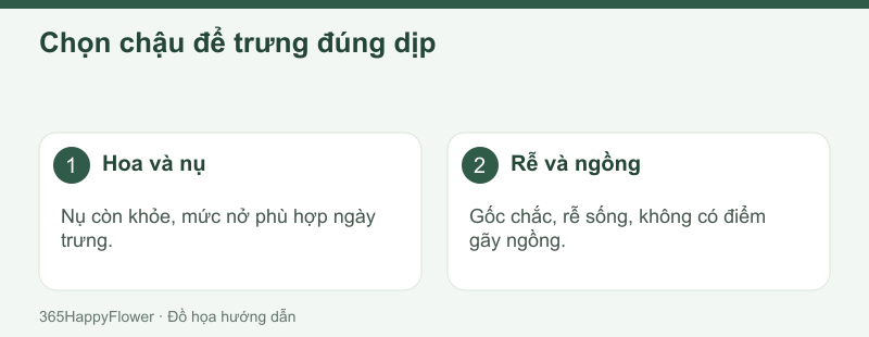 Xem mức nở và sức cây cùng lúc trước khi chọn chậu.