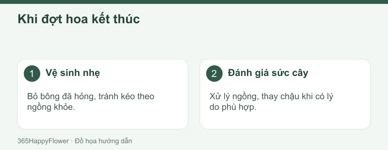 Giữ cây khỏe cho giai đoạn sau thay vì cố kéo dài hoa.