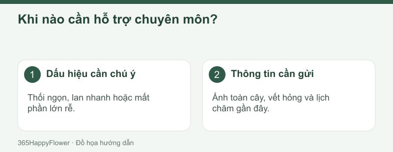 Tổn thương gốc hoặc ngọn cần được đánh giá sớm hơn.