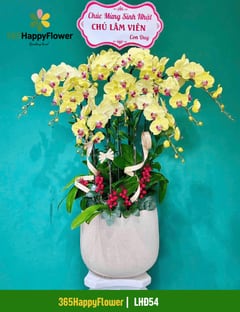 Chậu Lan Hồ Điệp 9 Cành Nổi Bật