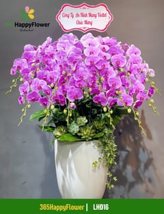 Chậu Lan Hồ Điệp Tặng Bạn Bè