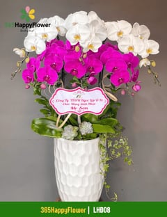 Chậu Lan Hồ Điệp Tặng Khai Trương