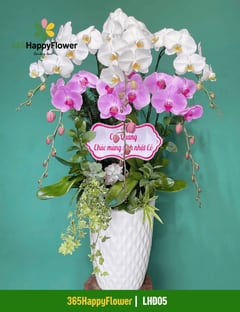 Chậu Lan Hồ Điệp Tặng Sinh Nhật Ý Nghĩa