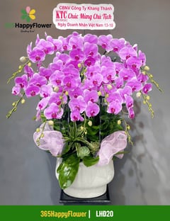 Chậu Lan Hồ Điệp Tím Đẹp