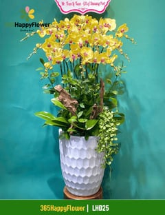 Chậu Lan Hồ Điệp Tinh Tế