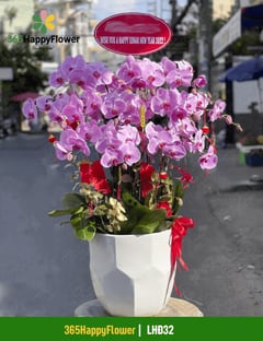 Chậu Lan Hồ Điệp Đẹp Tinh Tế