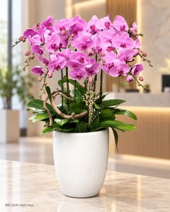 Chậu lan hồ điệp tím hồng 8 cành phối lũa gỗ LHĐ31 đặt ở văn phòng (ảnh minh hoạ)
