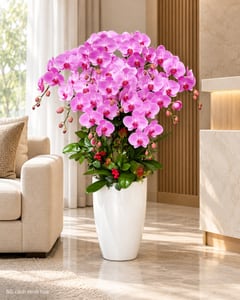 Chậu lan hồ điệp hồng tím cỡ lớn tặng khai trương LHĐ15 đặt trong phòng khách (ảnh minh hoạ)