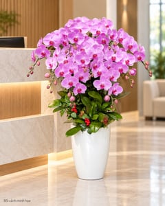 Chậu lan hồ điệp hồng tím cỡ lớn tặng khai trương LHĐ15 đặt ở văn phòng (ảnh minh hoạ)