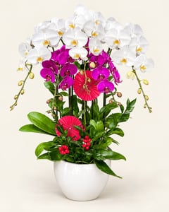 Chậu lan hồ điệp trắng tím 2 tầng mừng kỷ niệm LHĐ17 nhìn chính diện