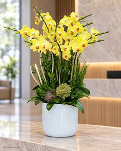 Chậu lan hồ điệp vàng 6 cành phối tùng sen đá LHĐ33 đặt ở văn phòng (ảnh minh hoạ)