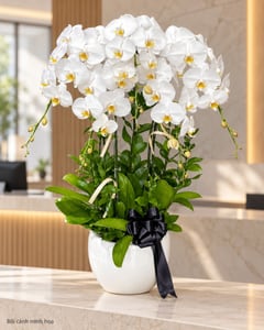 Chậu lan hồ điệp trắng 10 cành viếng chia buồn LHĐ13 đặt ở văn phòng (ảnh minh hoạ)