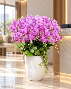 Chậu lan hồ điệp tím cà phối thường xuân cỡ lớn LHĐ16 đặt ở văn phòng (ảnh minh hoạ)