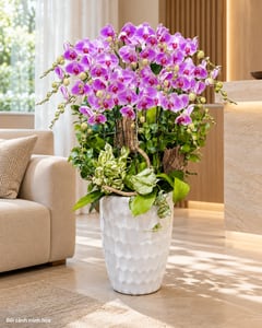 Chậu lan hồ điệp tím hồng tặng tất niên doanh nghiệp LHĐ07 đặt trong phòng khách (ảnh minh hoạ)