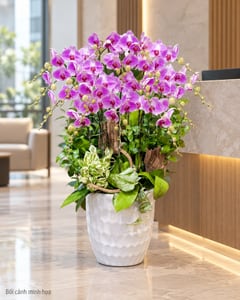 Chậu lan hồ điệp tím hồng tặng tất niên doanh nghiệp LHĐ07 đặt ở văn phòng (ảnh minh hoạ)