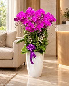 Chậu lan hồ điệp tím đậm phối cây tùng cỡ lớn LHĐ09 đặt trong phòng khách (ảnh minh hoạ)