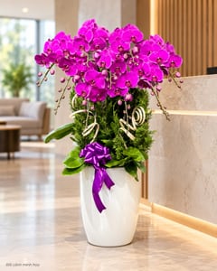 Chậu lan hồ điệp tím đậm phối cây tùng cỡ lớn LHĐ09 đặt ở văn phòng (ảnh minh hoạ)