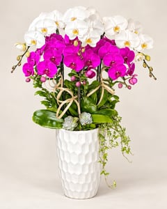 Chậu lan hồ điệp trắng tím 2 tầng chậu sứ cao LHĐ08 nhìn chính diện