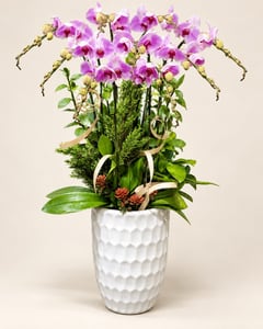 Chậu lan hồ điệp tím nhạt phối tùng tặng sếp LHĐ06 nhìn chính diện