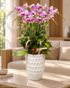 Chậu lan hồ điệp tím nhạt phối tùng tặng sếp LHĐ06 đặt trong phòng khách (ảnh minh hoạ)