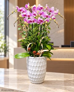 Chậu lan hồ điệp tím nhạt phối tùng tặng sếp LHĐ06 đặt ở văn phòng (ảnh minh hoạ)