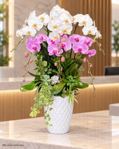 Chậu lan hồ điệp trắng hồng 2 tầng tặng sinh nhật LHĐ05 đặt ở văn phòng (ảnh minh hoạ)