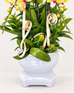 Chậu lan hồ điệp vàng 6 cành tặng khai trương LHĐ02 – cận cảnh chậu và phần trang trí