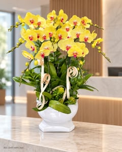 Chậu lan hồ điệp vàng 6 cành tặng khai trương LHĐ02 đặt ở văn phòng (ảnh minh hoạ)