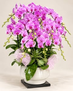 Chậu lan hồ điệp tím hồng tặng ngày doanh nhân LHĐ20 nhìn góc nghiêng