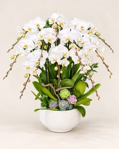 Chậu lan hồ điệp trắng 10 cành mừng tân gia LHĐ21 nhìn chính diện