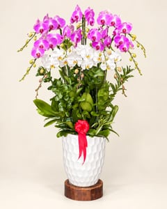Chậu lan hồ điệp tím trắng 2 tầng mừng thành lập công ty LHĐ27 nhìn chính diện