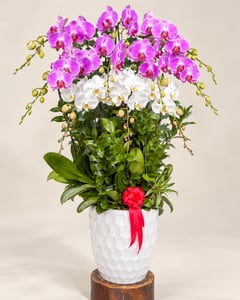 Chậu lan hồ điệp tím trắng 2 tầng mừng thành lập công ty LHĐ27 nhìn góc nghiêng