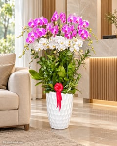 Chậu lan hồ điệp tím trắng 2 tầng mừng thành lập công ty LHĐ27 đặt trong phòng khách (ảnh minh hoạ)