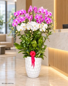 Chậu lan hồ điệp tím trắng 2 tầng mừng thành lập công ty LHĐ27 đặt ở văn phòng (ảnh minh hoạ)