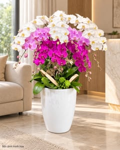 Chậu lan hồ điệp trắng tím xếp tầng trang trí nhà LHĐ28 đặt trong phòng khách (ảnh minh hoạ)