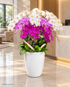 Chậu lan hồ điệp trắng tím xếp tầng trang trí nhà LHĐ28 đặt ở văn phòng (ảnh minh hoạ)