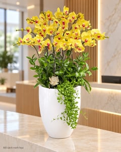 Chậu lan hồ điệp vàng 10 cành chậu sứ trắng LHĐ30 đặt ở văn phòng (ảnh minh hoạ)