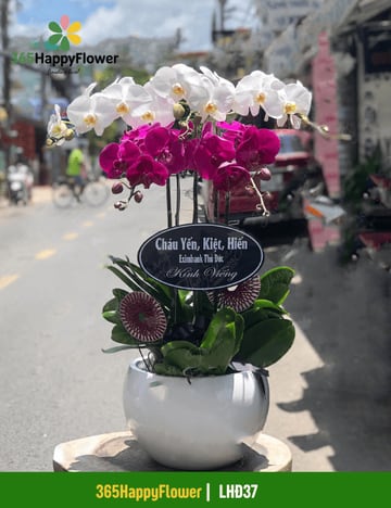 Chậu lan hồ điệp trắng tím 5 cành để bàn LHĐ37