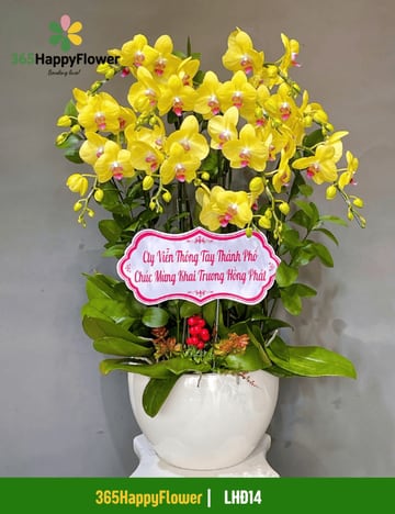 Chậu lan hồ điệp vàng 10 cành chúc mừng khai trương LHĐ14