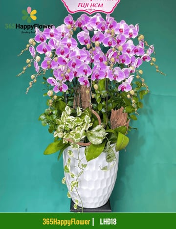 Chậu lan hồ điệp tím pastel phối lũa gỗ cỡ lớn LHĐ18