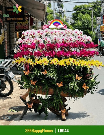 Chậu lan hồ điệp nhiều màu