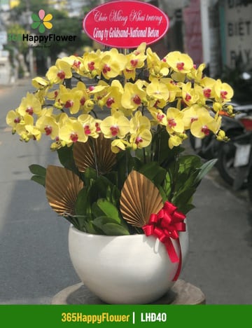 Chậu lan hồ điệp vàng tặng khai trương công ty LHĐ40