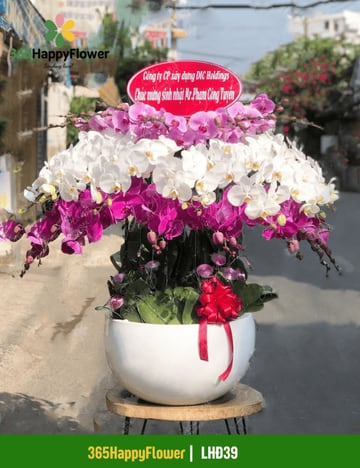 Chậu lan hồ điệp mix 3 màu xếp tầng cỡ lớn LHĐ39